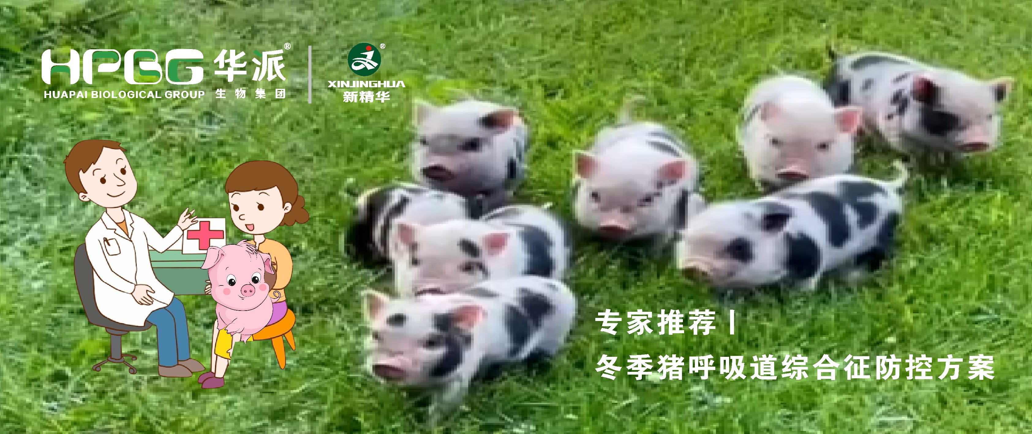 视频丨冬季猪呼吸道综合征防控计划，，，，，，请收好&hellip;&hellip;